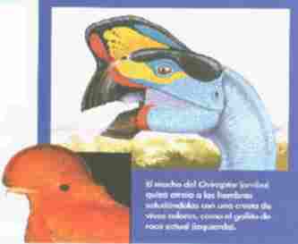 loro.jpg (99966 bytes)